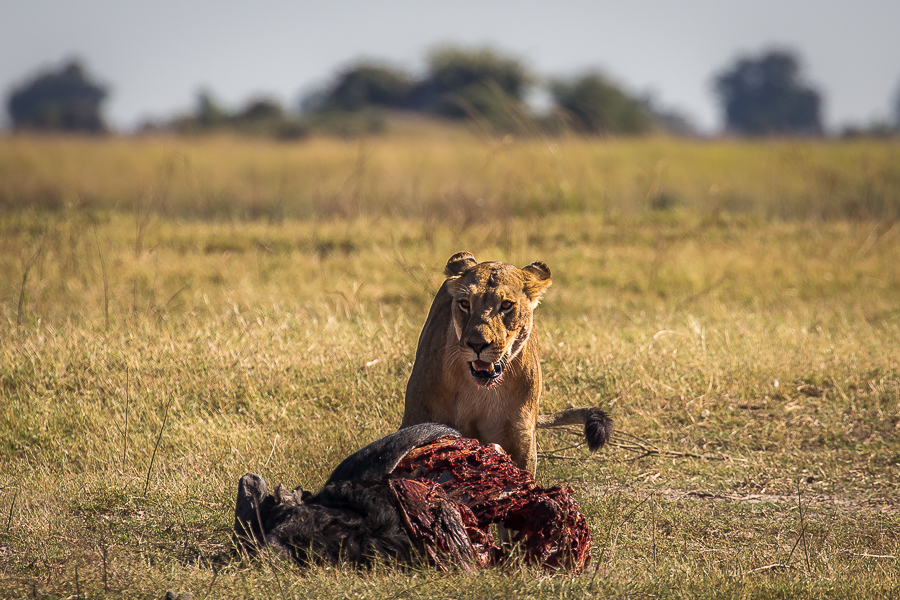 Botswana – polowanie na bawoła w Chobe
